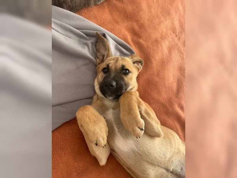 Luna, ein Goldschatz für Liebhaber von Herdenschutzhunden