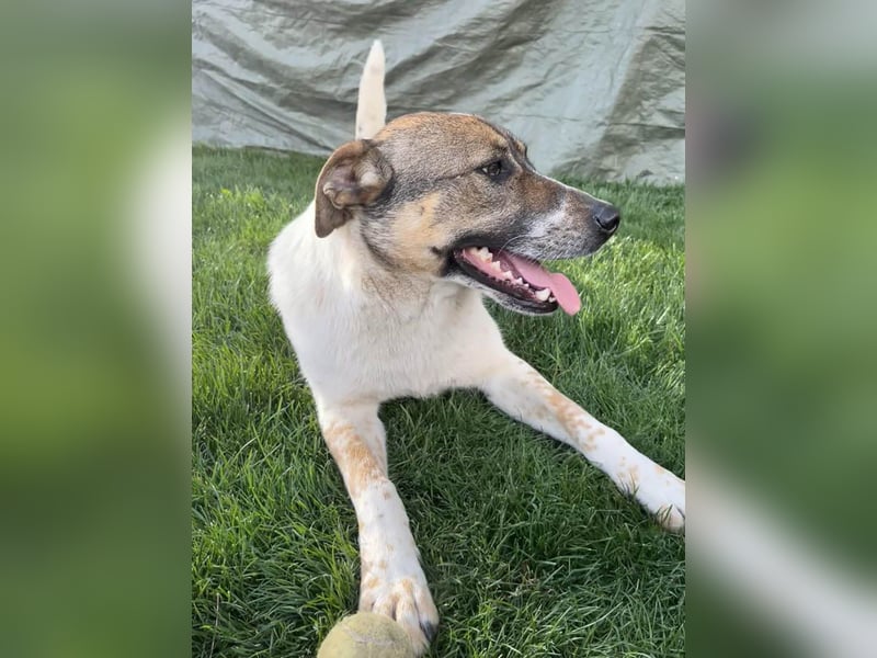 Hübsche Olive sucht ihr eigenes Körbchen