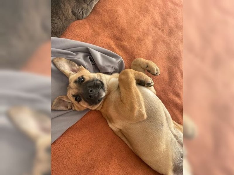 Luna, ein Goldschatz für Liebhaber von Herdenschutzhunden