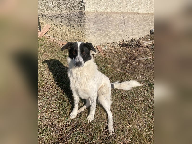 Große Monnie sucht passendes Körbchen