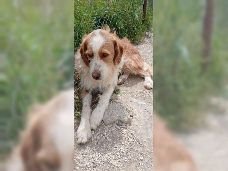 Pixie, schüchterner, liebevoller Rüde