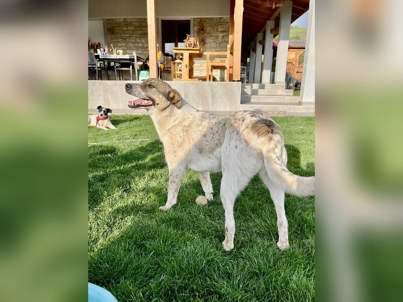 Hübsche Olive sucht ihr eigenes Körbchen
