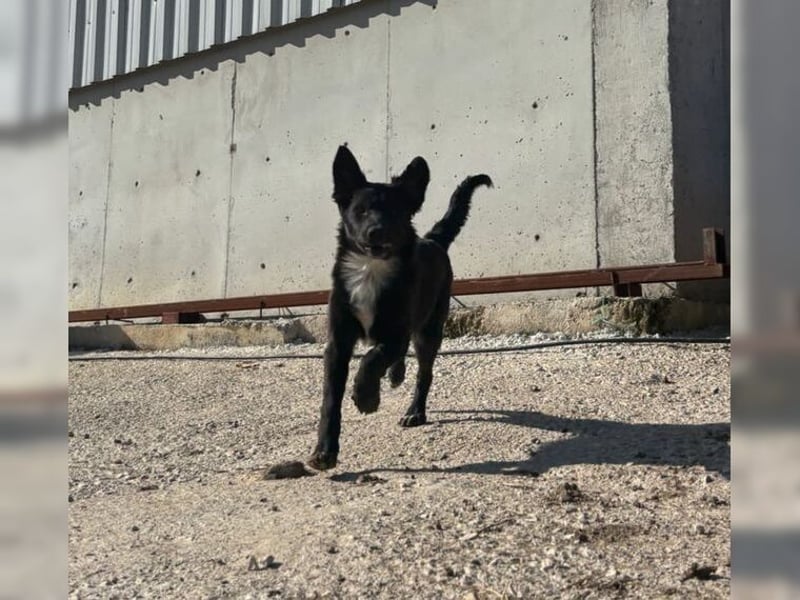 Kira, lustige, freundliche, junge Hündin