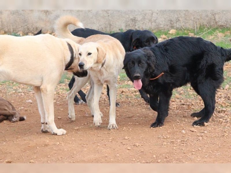 Teddy, ein perfekter Familienhund