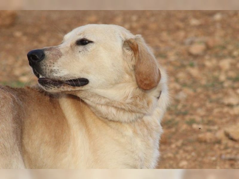 Teddy, ein perfekter Familienhund