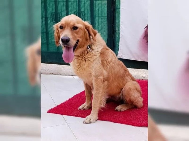 Maya, Golden Retriever Mix mit Charme, toller Familienhund