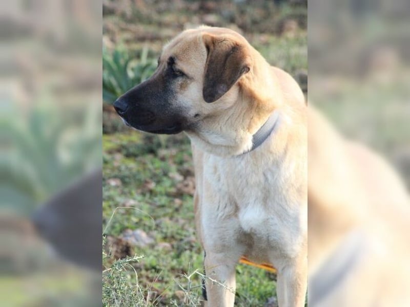 Paula, ausgeglichene, freundliche Hündin