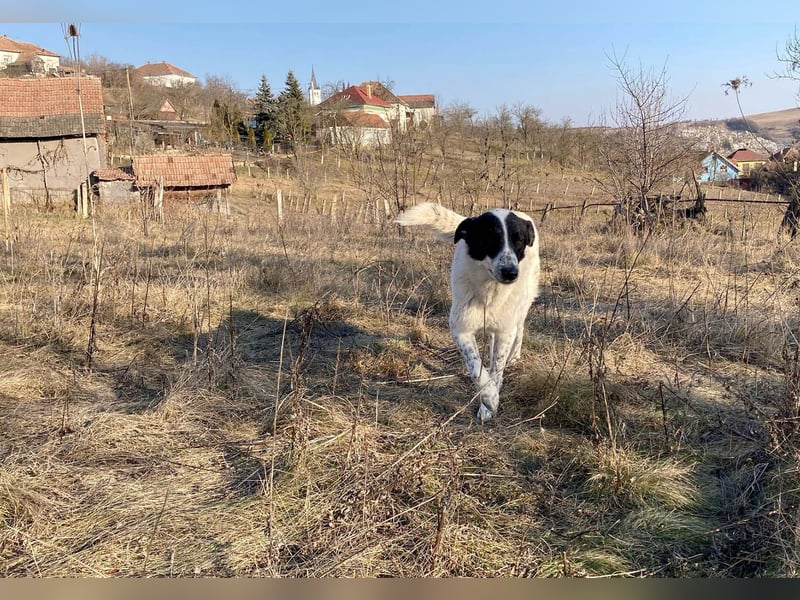 Große Monnie sucht Ihr passendes Körbchen
