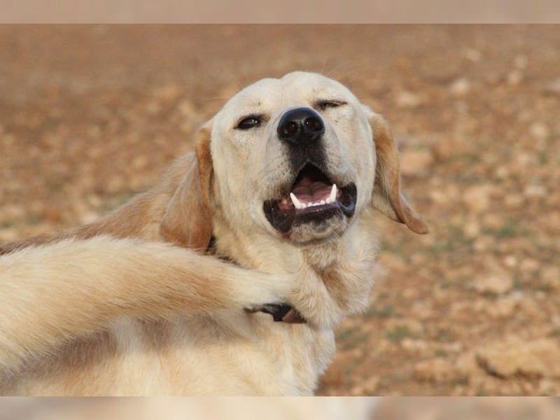 Teddy, ein perfekter Familienhund