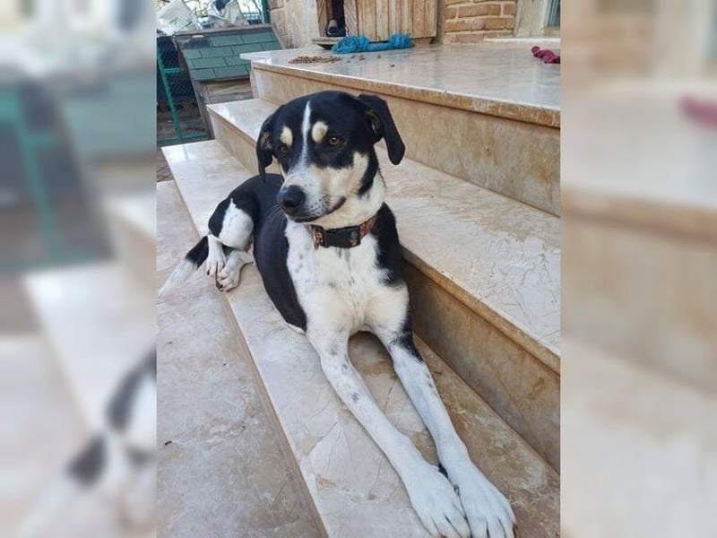 Emmi ist eine elegante, liebevolle Hündin mit einem traumhaften Charakter