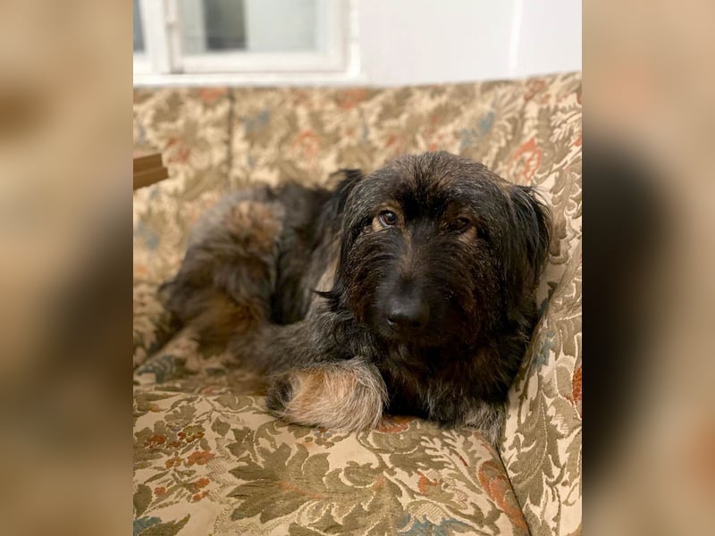 Wuscheliger Grey sucht seine Familie