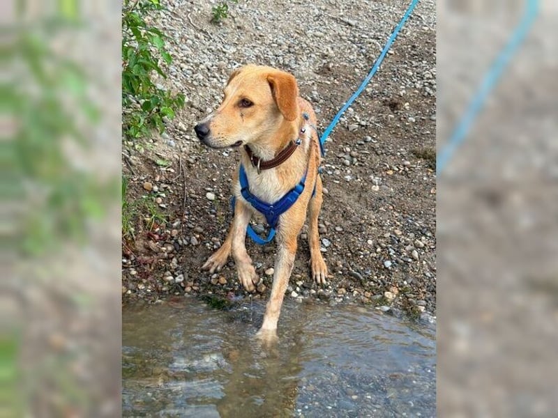 Silas, ein sportlicher junger Wirbelwind, katzenverträglich