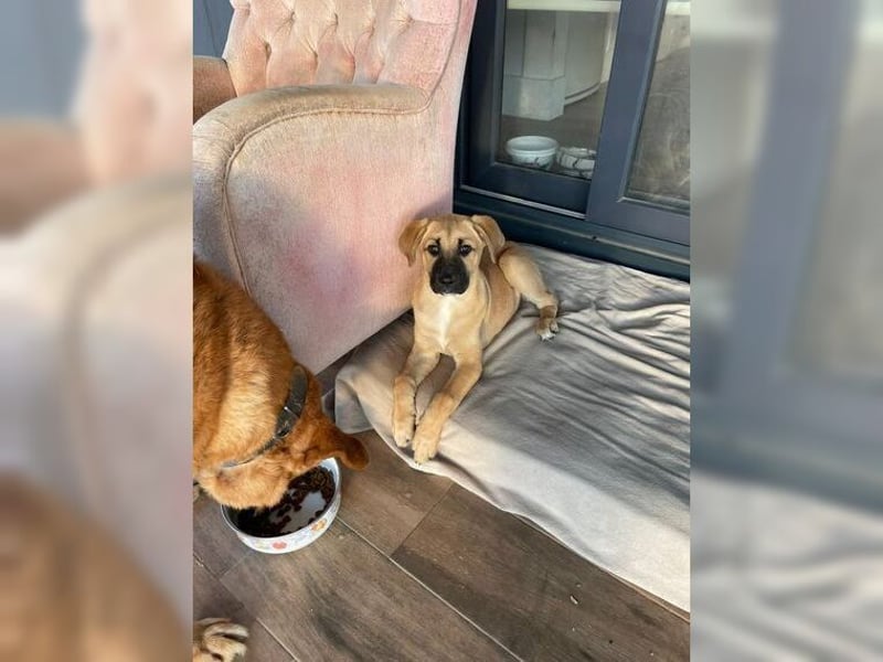 Luna, ein Goldschatz für Liebhaber von Herdenschutzhunden