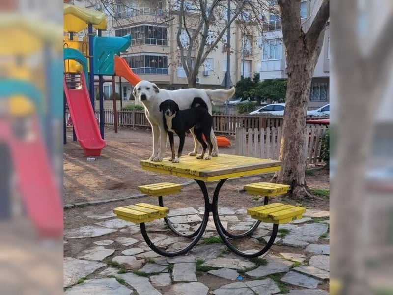 Oliver ist für jeden Schabernack zu haben