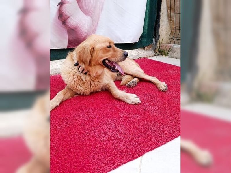 Maya, Golden Retriever Mix mit Charme, toller Familienhund