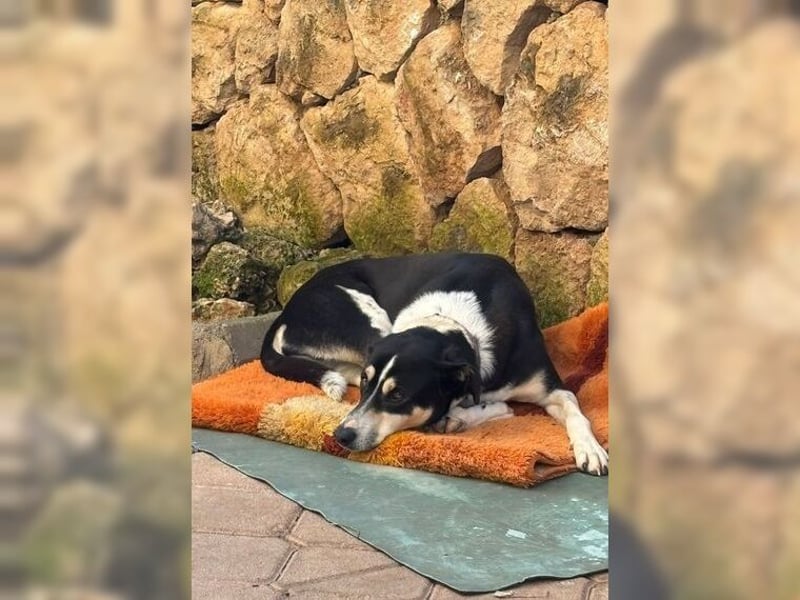 Emmi ist eine elegante, liebevolle Hündin mit einem traumhaften Charakter