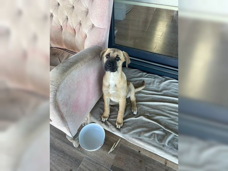 Luna, ein Goldschatz für Liebhaber von Herdenschutzhunden