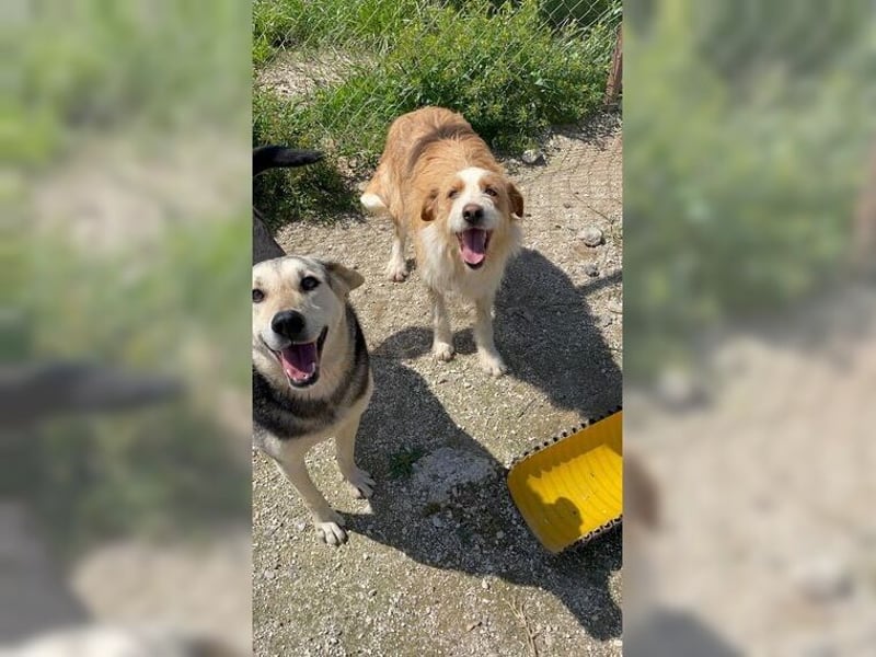 Pixie, schüchterner, liebevoller Rüde