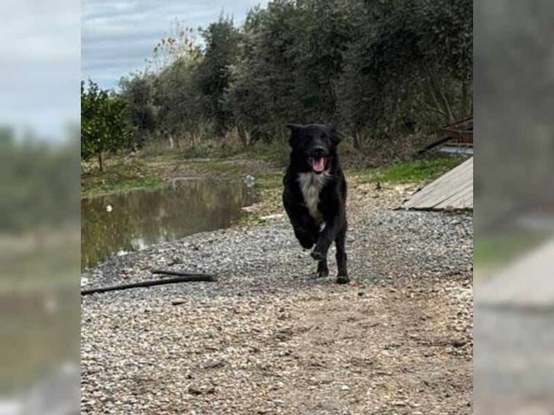 Kira, lustige, freundliche, junge Hündin