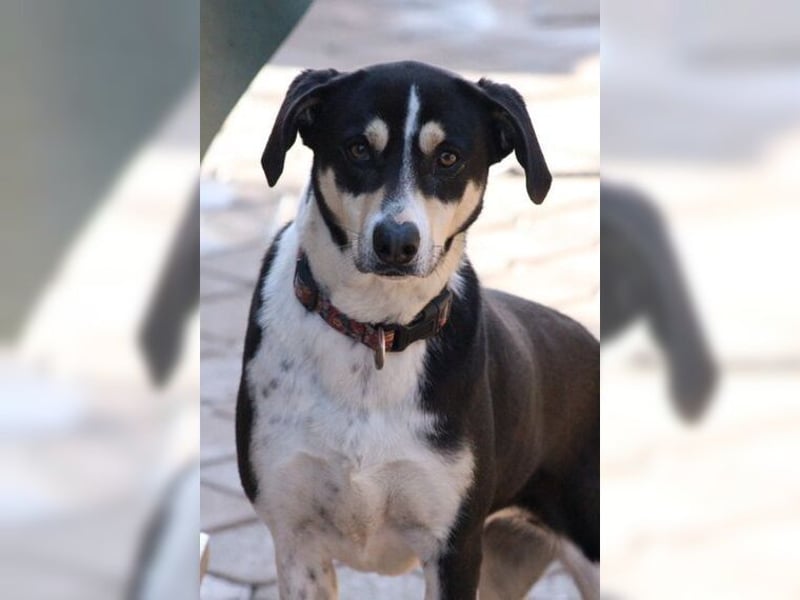 Emmi ist eine elegante, liebevolle Hündin mit einem traumhaften Charakter