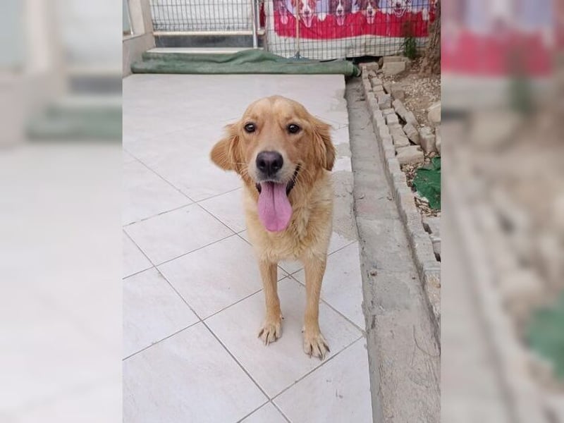 Maya, Golden Retriever Mix mit Charme, toller Familienhund