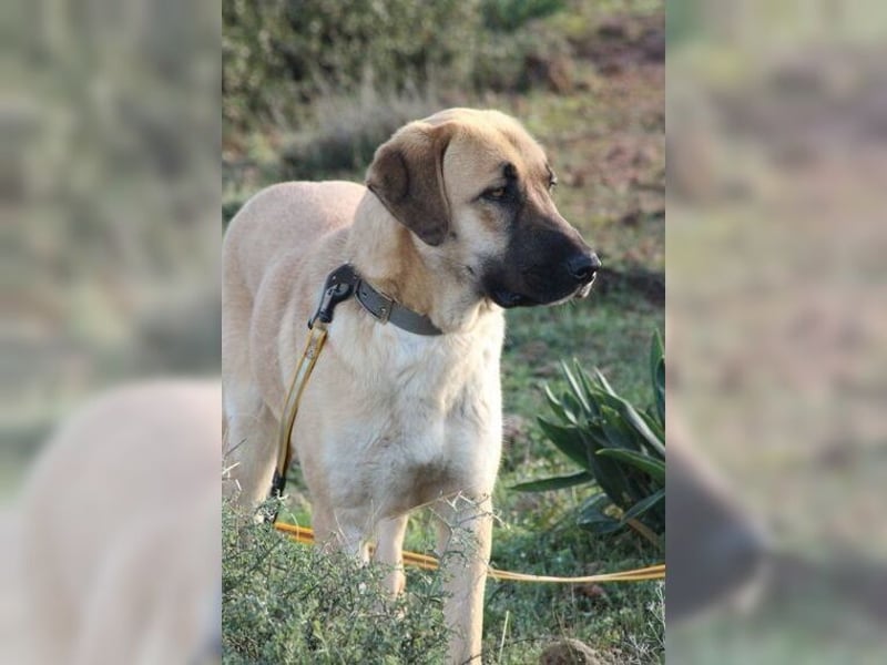 Paula, ausgeglichene, freundliche Hündin