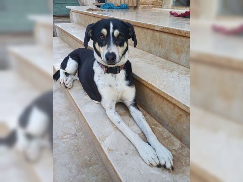 Emmi ist eine elegante, liebevolle Hündin mit einem traumhaften Charakter