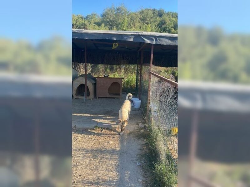 Lucy, soziale, liebevolle Menschenfreundin