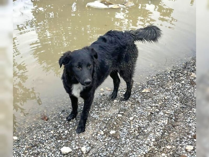 Kira, lustige, freundliche, junge Hündin