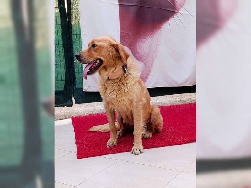 Maya, Golden Retriever Mix mit Charme, toller Familienhund