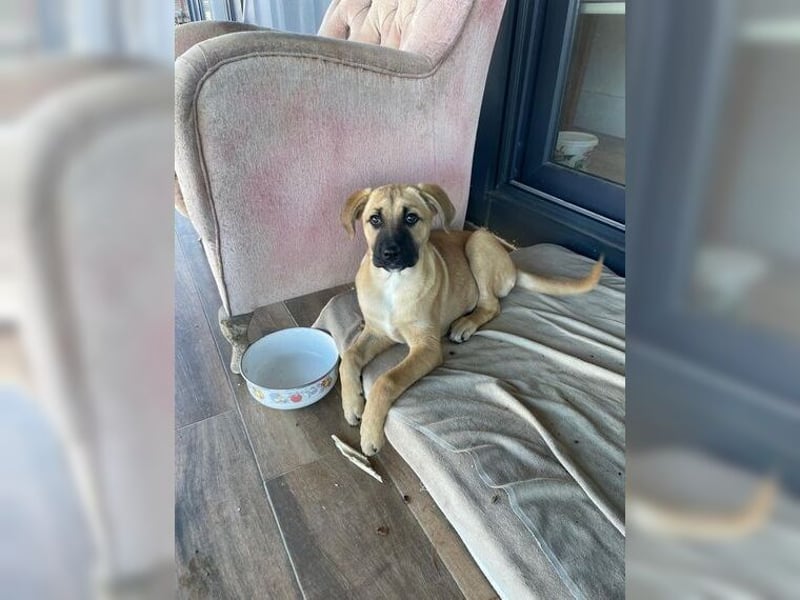 Luna, ein Goldschatz für Liebhaber von Herdenschutzhunden