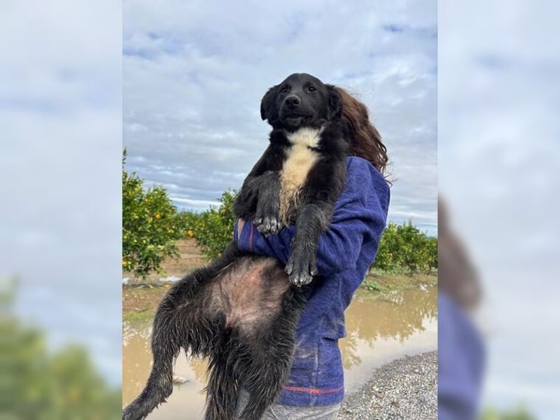 Kira, lustige, freundliche, junge Hündin