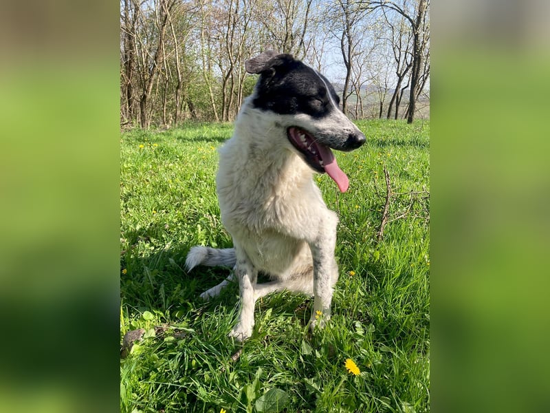 Große Monnie sucht Ihr passendes Körbchen
