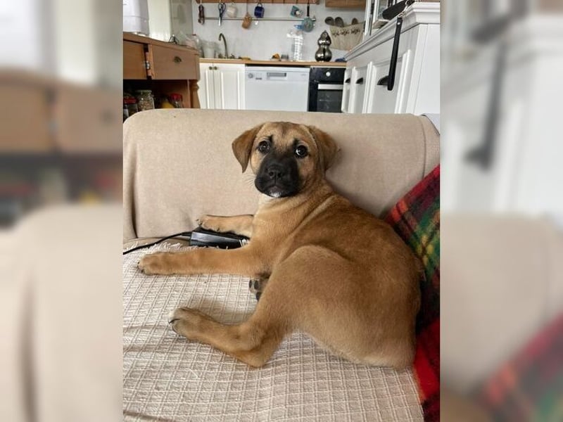 Luna, ein Goldschatz für Liebhaber von Herdenschutzhunden