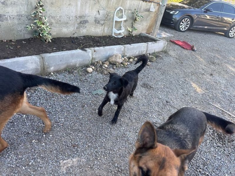 Kira, lustige, freundliche, junge Hündin