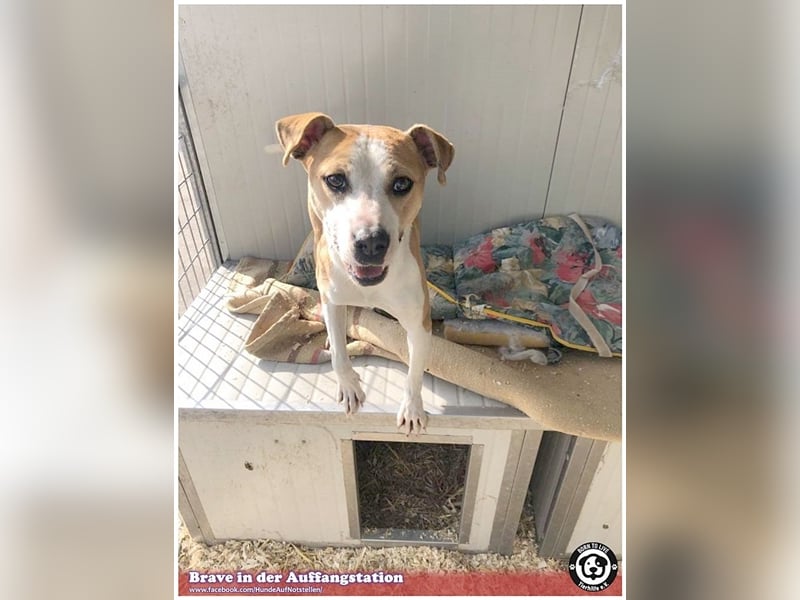 BRAVE, bildhübsche  Maus, ging durch die Hölle. Darf leider nicht nach Deutschland, da Listen-Mix