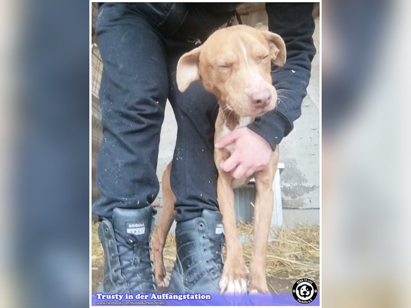 TRUSTY, liebevoller Bub. Er ging durch die Hölle. Darf leider nicht nach Deutschland, da Listenmix