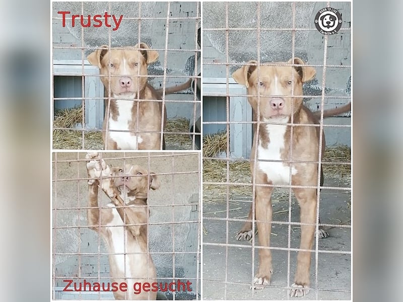 TRUSTY, liebevoller Bub. Er ging durch die Hölle. Darf leider nicht nach Deutschland, da Listenmix