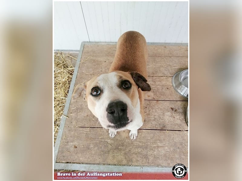 BRAVE, bildhübsche  Maus, ging durch die Hölle. Darf leider nicht nach Deutschland, da Listen-Mix