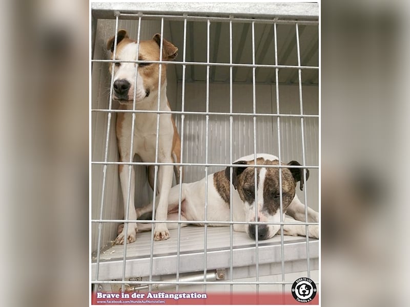 BRAVE, bildhübsche  Maus, ging durch die Hölle. Darf leider nicht nach Deutschland, da Listen-Mix