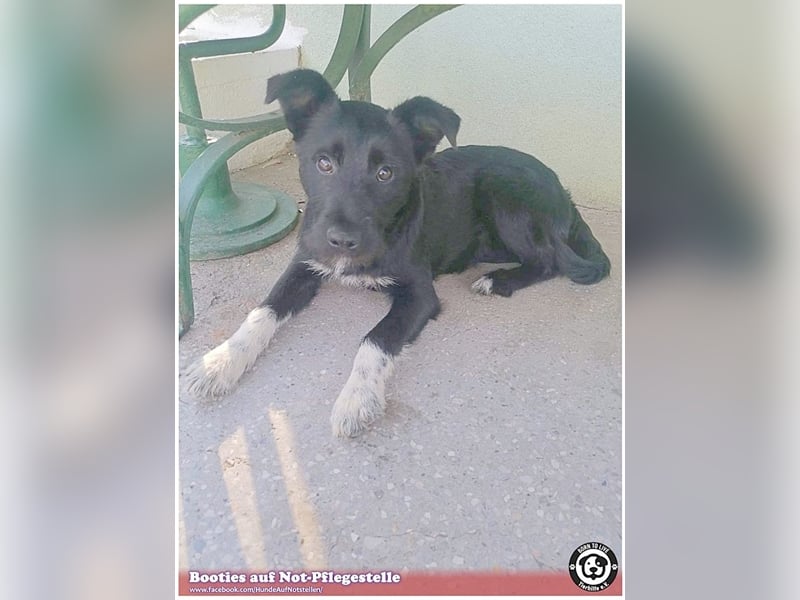 BOOTIES, bildhübsches Hundemädl. Der ideale Familienhund