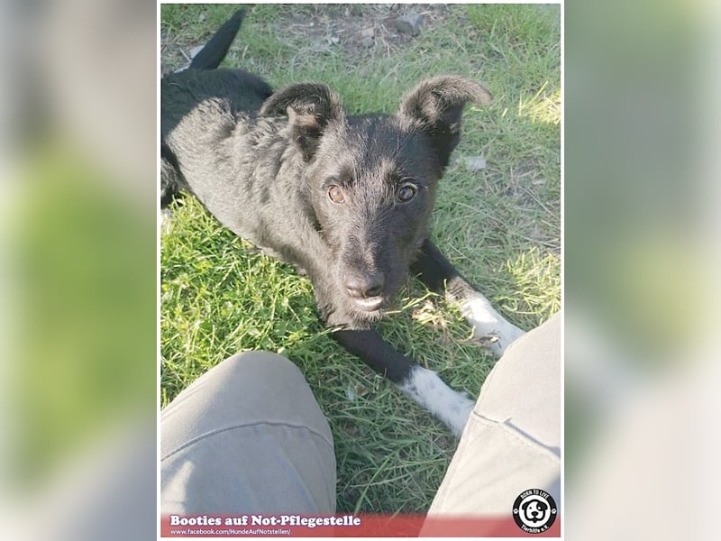 BOOTIES, bildhübsches Hundemädl. Der ideale Familienhund
