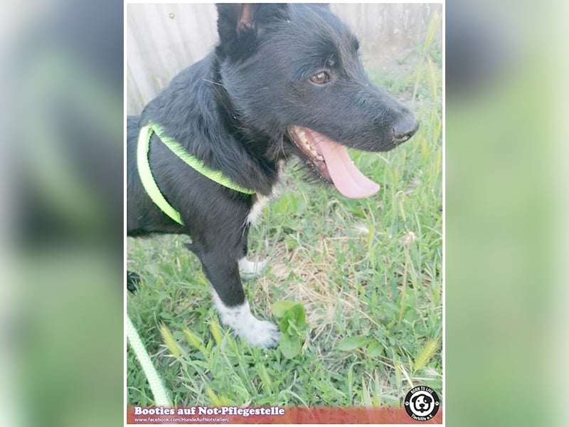 BOOTIES, bildhübsches Hundemädl. Der ideale Familienhund