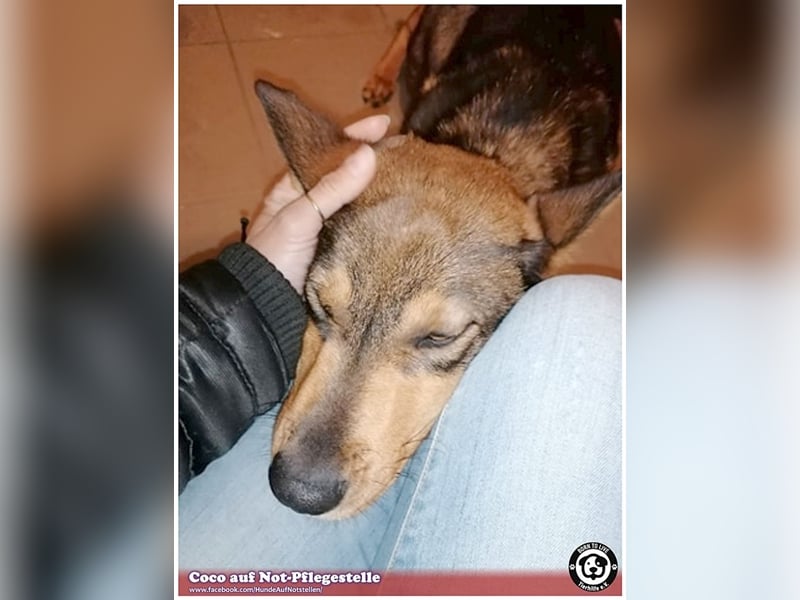 TRUSTY, liebevoller Bub. Er ging durch die Hölle. Darf leider nicht nach Deutschland, da Listenmix