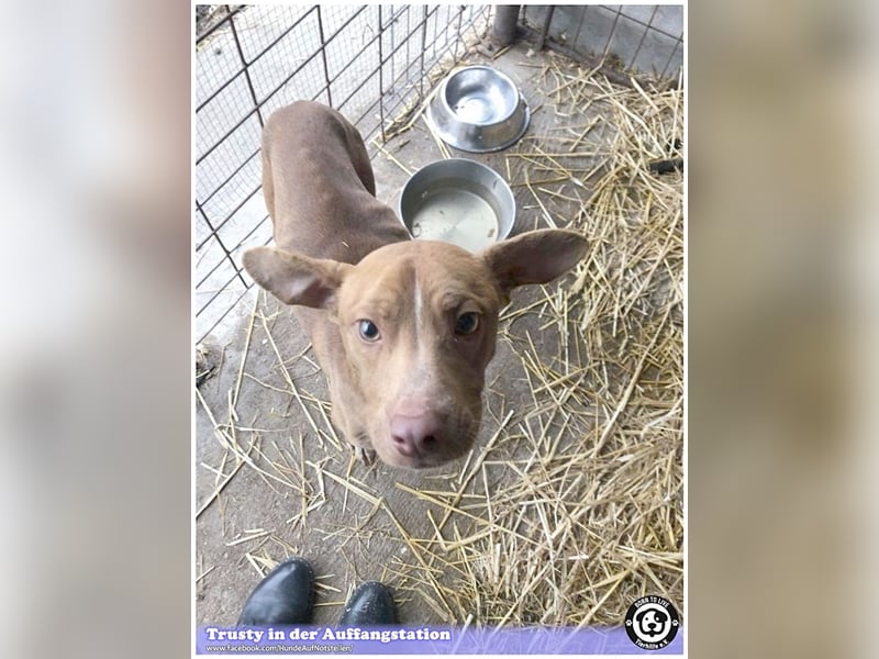 TRUSTY, liebevoller Bub. Er ging durch die Hölle. Darf leider nicht nach Deutschland, da Listenmix