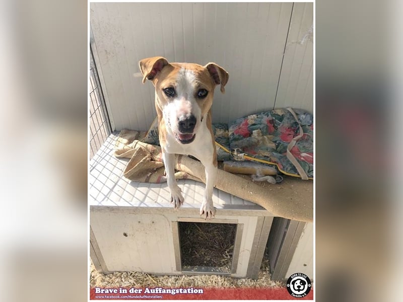 BRAVE, bildhübsche  Maus, ging durch die Hölle. Darf leider nicht nach Deutschland, da Listen-Mix