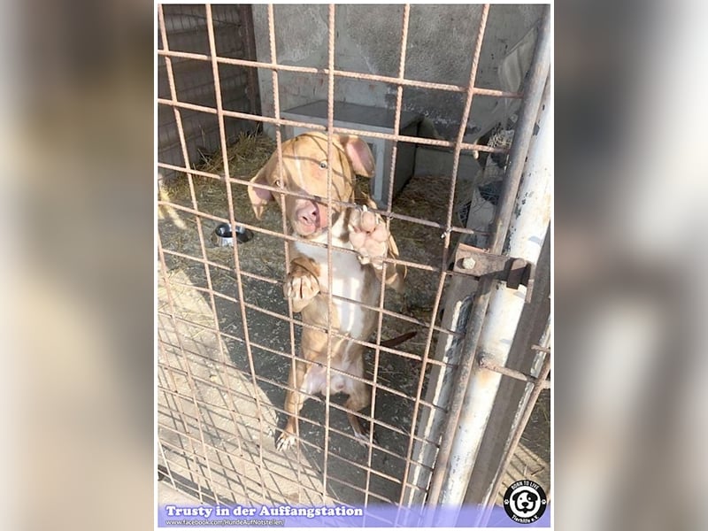 TRUSTY, liebevoller Bub. Er ging durch die Hölle. Darf leider nicht nach Deutschland, da Listenmix