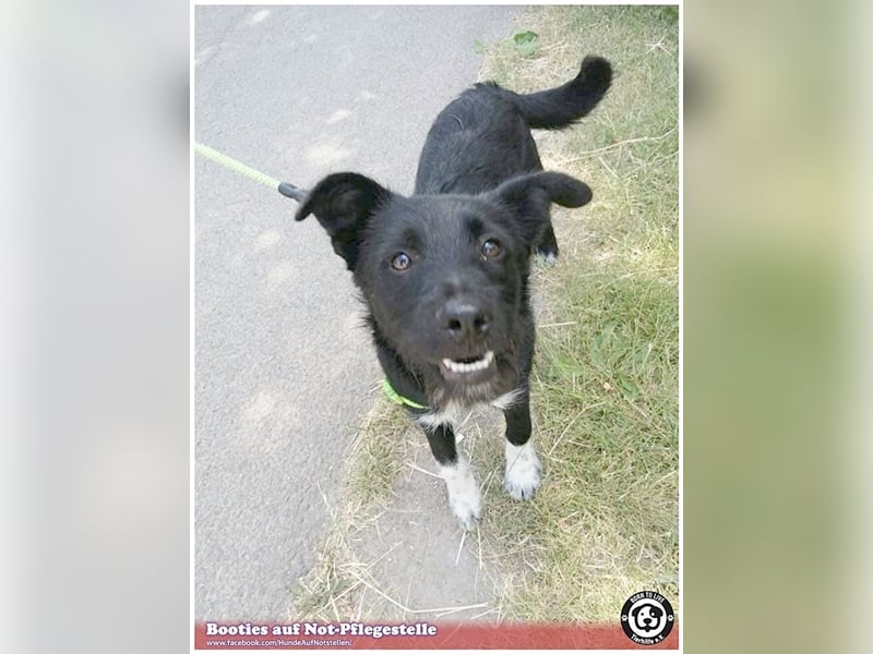 BOOTIES, bildhübsches Hundemädl. Der ideale Familienhund