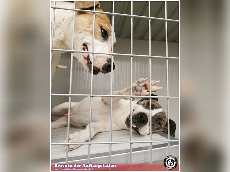 BRAVE, bildhübsche  Maus, ging durch die Hölle. Darf leider nicht nach Deutschland, da Listen-Mix