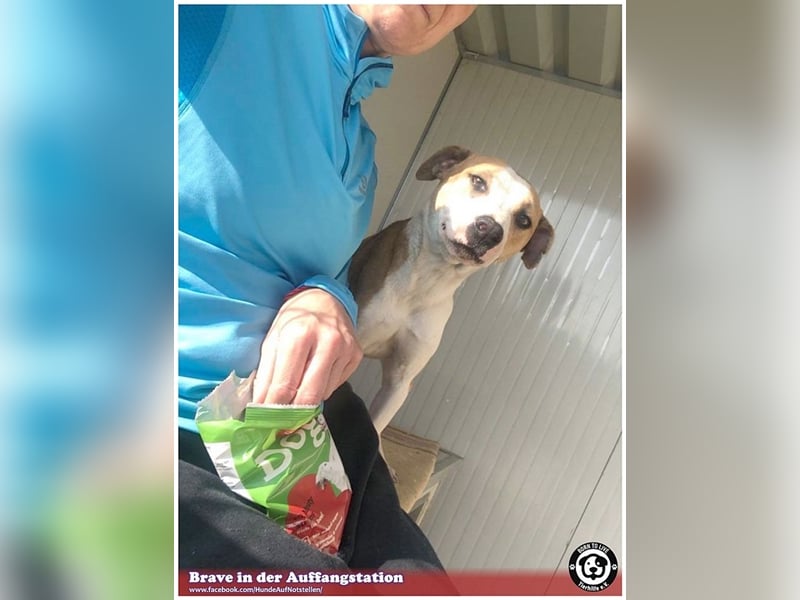 BRAVE, bildhübsche  Maus, ging durch die Hölle. Darf leider nicht nach Deutschland, da Listen-Mix